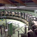 Milking Cows