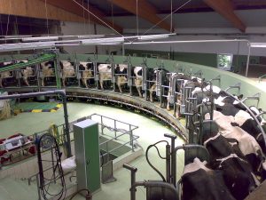 Milking Cows