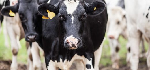 Friesian cow and herd leader