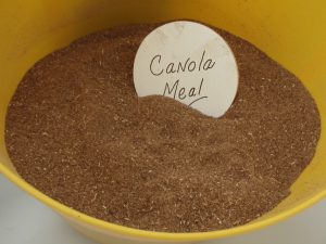 Canola Meal