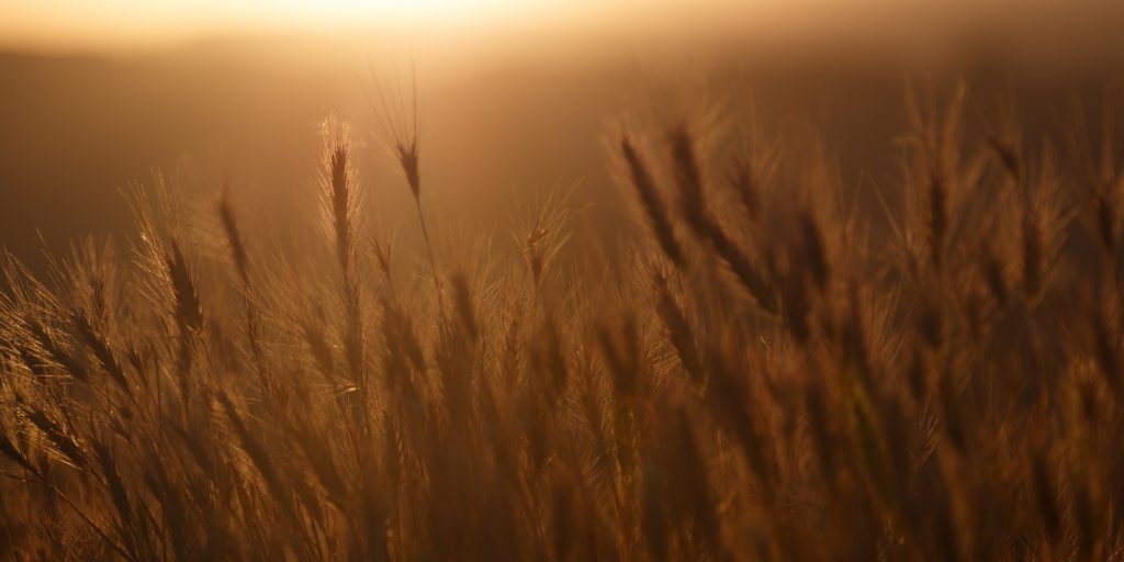 Golden ears of wheat