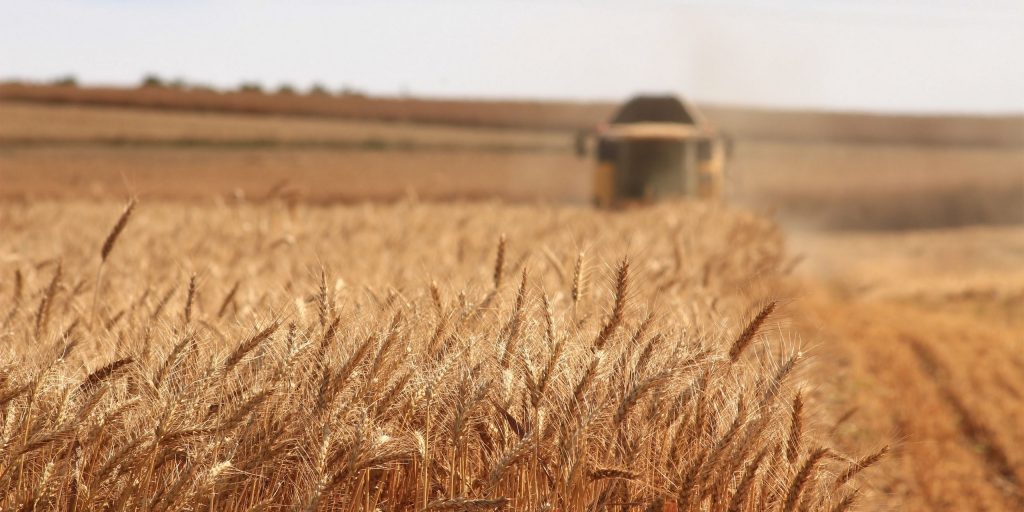 Harvesting the Wheat Crop