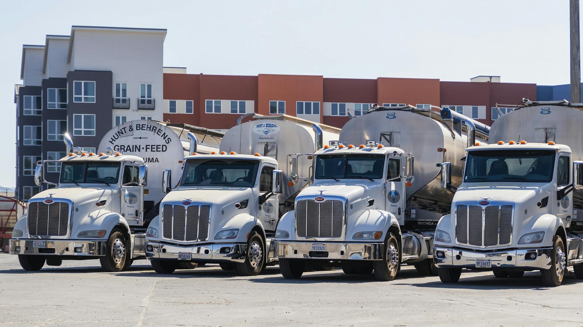 Four polished Peterbilt semi‑trucks with bulk grain trailers parked in an industrial yard.